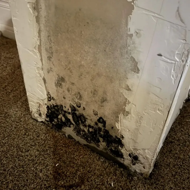 Professional Mold Removal in Franklinton, NC